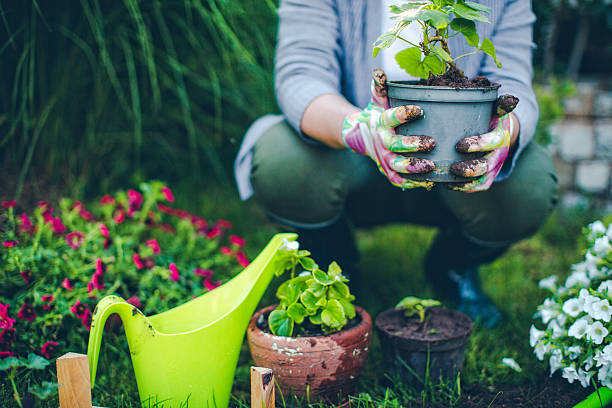 Gardener's Guide to Growing Your Own Garden