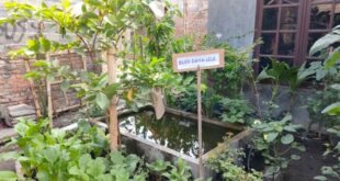 Benefits of Water Gardens