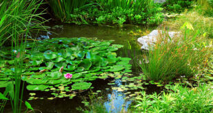 Serenity of Water Gardens